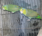 Forpus bird/ফরপাস পাখি Running pair